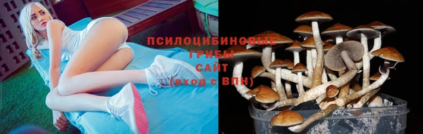 сатива Аркадак